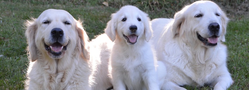 golden retriever 2645903 1920