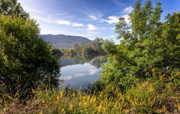 Un lago tranquilo refleja el cielo azul y las colinas lejanas, enmarcado por árboles verdes y flores silvestres amarillas.