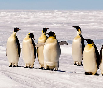 Emperor Penguins 350x300