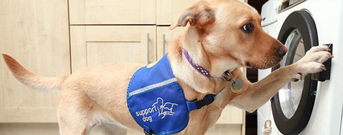 support dogs help the disabled