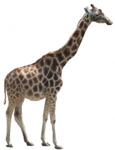 giraffe