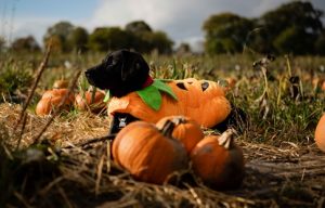Spencer Pumpkin Spencer Pumpkin