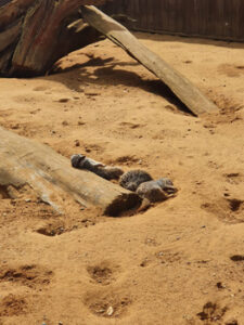 Three meerkats from Jimmy's Farm and Wildlife Park lying down against a log.