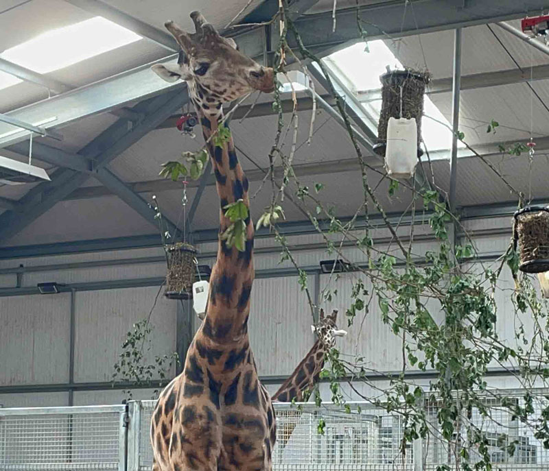 Giraffe