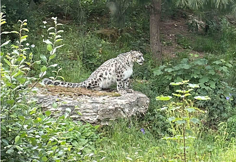 Leopard