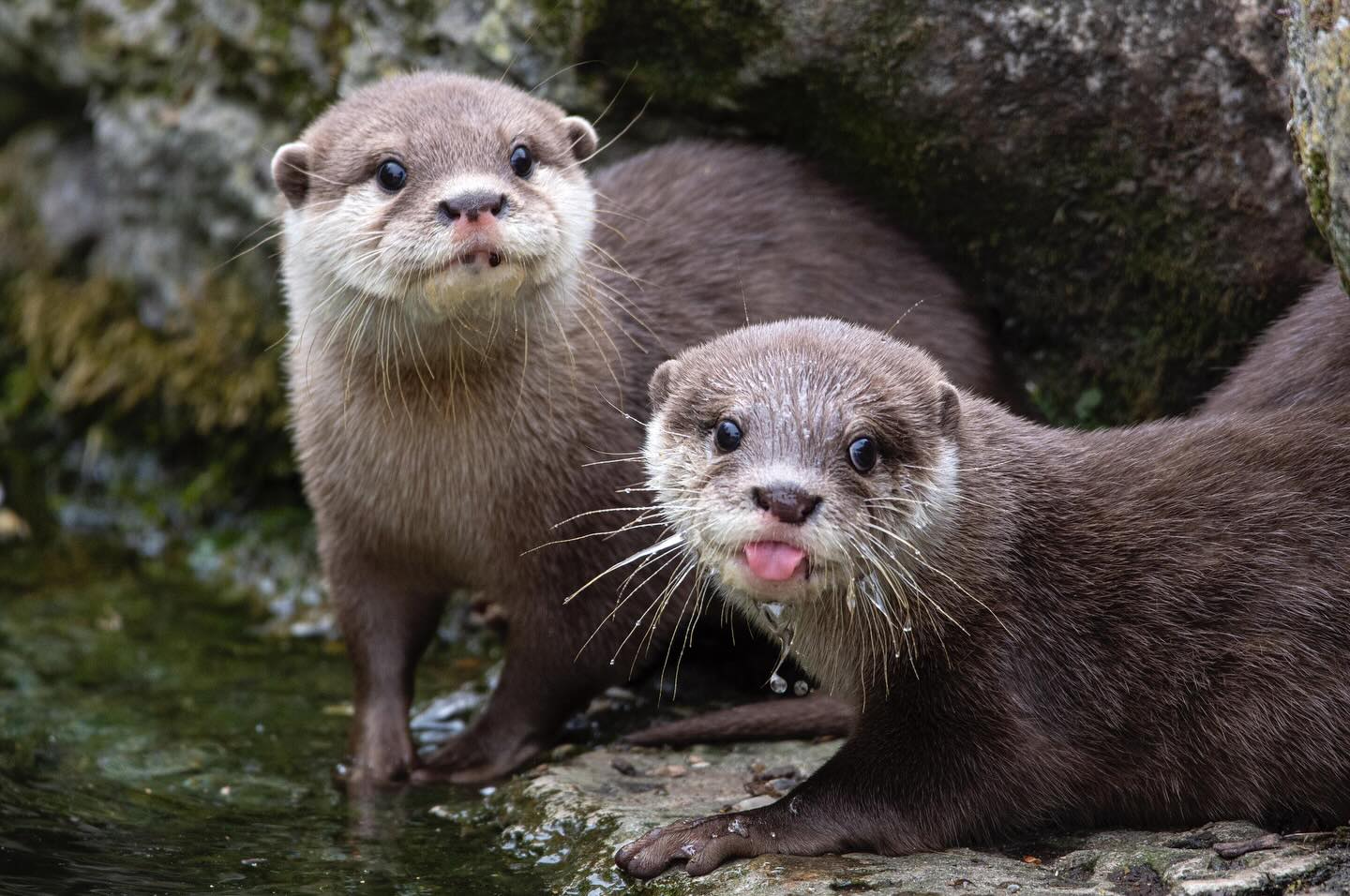 Two otters look at the camera as they rest on a rock by the water. One has its tongue out.
