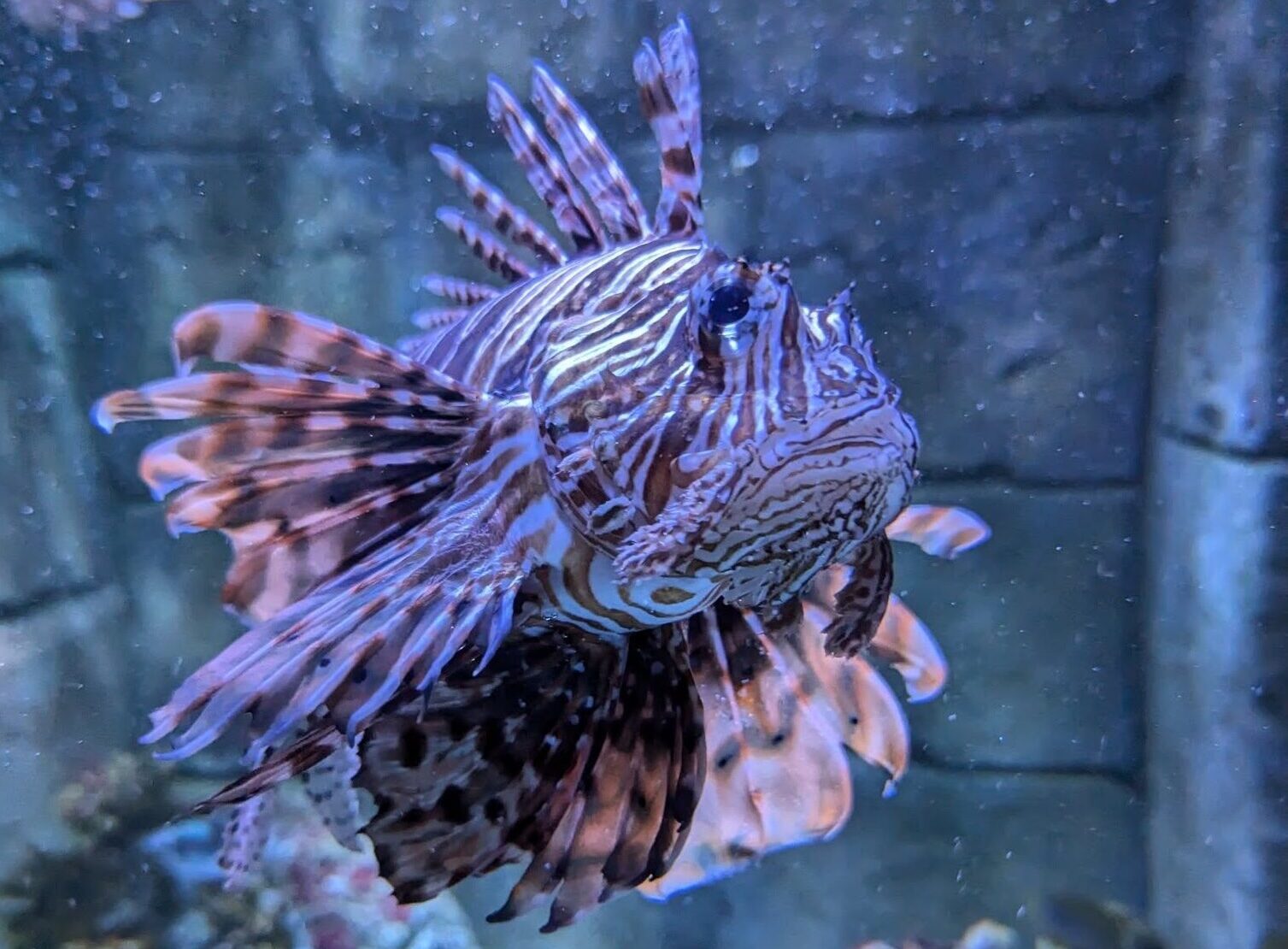 A close up of a lionfish swimming.
