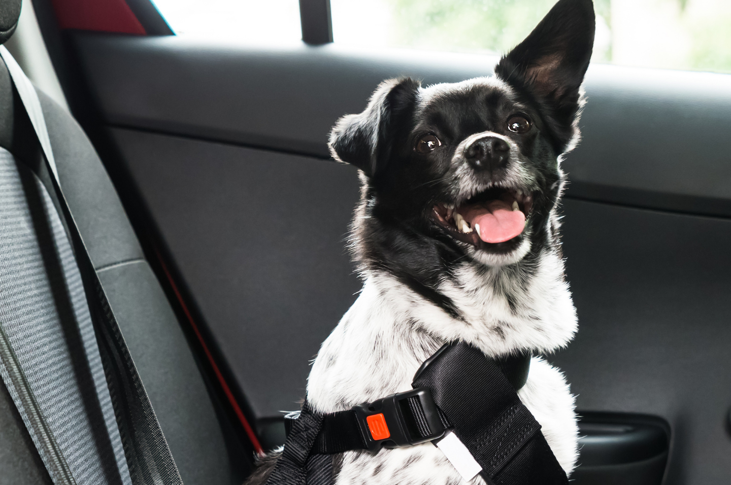 Dog in the backseat of a car wearing a crash-tested harness