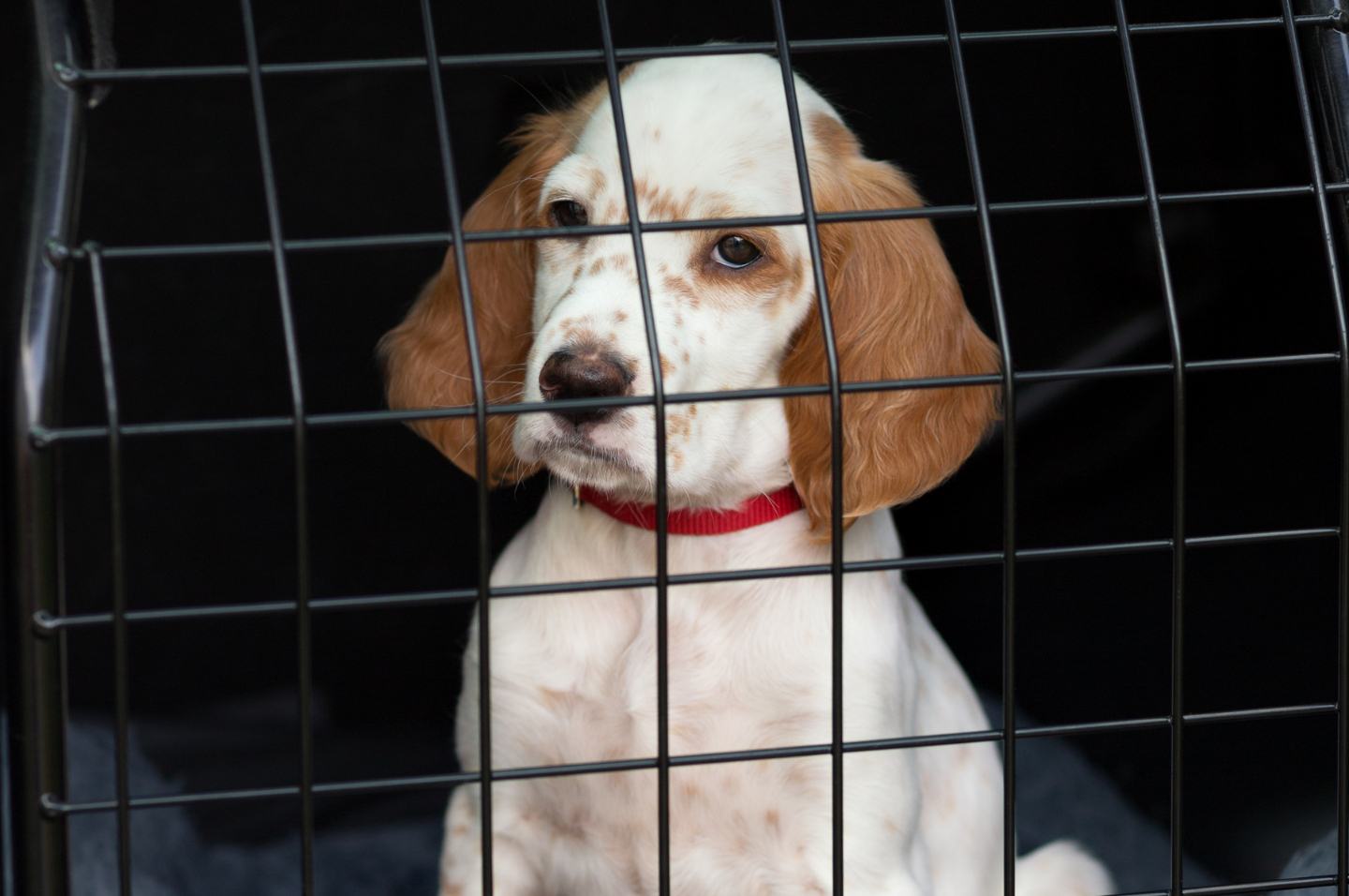 Dog in the boot of a WAV in a crash-tested crate