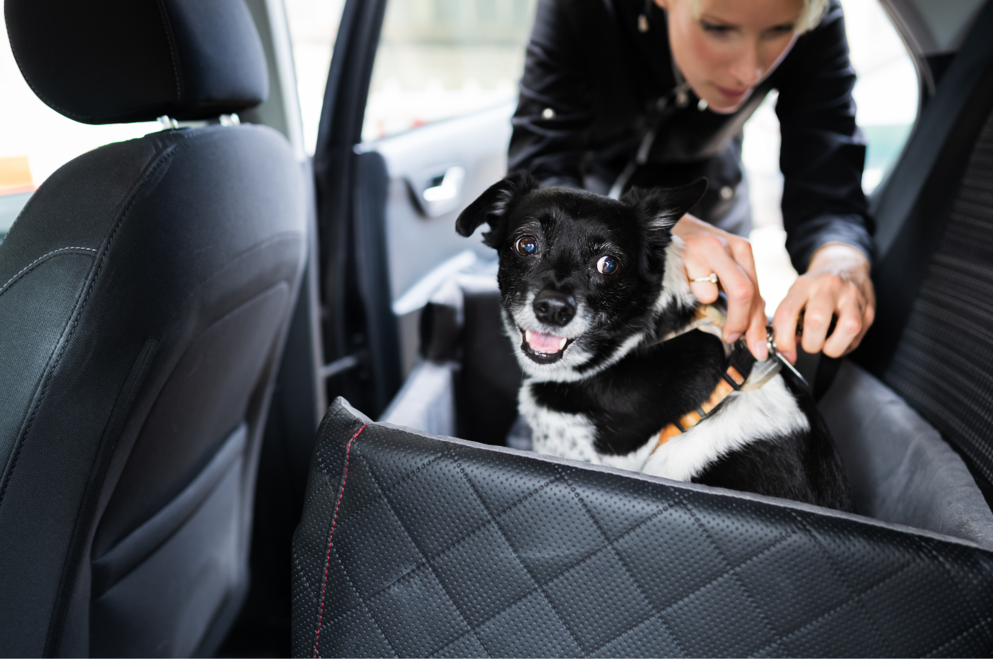 Dog in row two of a vehicle in a crash-tested booster seat.