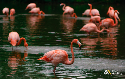 Group of pink flamingos wading in a shallow pond with green water, some feeding and others standing upright. Allied Mobility logo visible in the bottom right corner.