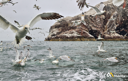 Seagulls flying and floating on choppy water near a rocky, snow-dusted island with a lighthouse in the background under a cloudy sky.