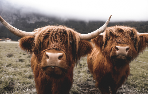 Two shaggy Highland cows with long horns standing in a grassy field with a misty hillside in the background.