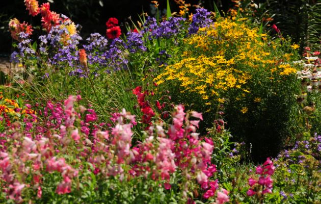 Colorful flower garden in full bloom, featuring pink, purple, yellow, and red flowers clustered in dense planting beds under bright sunlight.